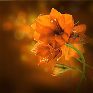 Fototapeta Orange Orchid 4681